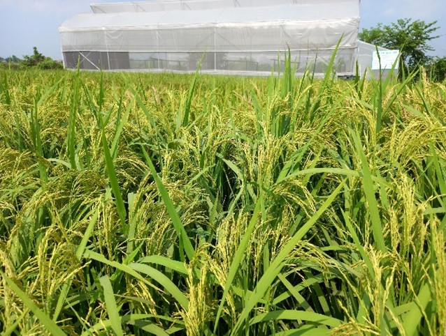 الزراعة المستدامة للأرز
