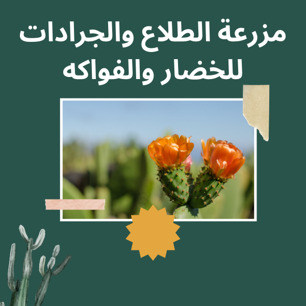 مزرعة الطلاع والجرادات للخضار والفواكه