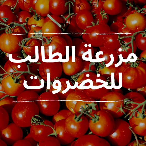 مزرعة الطالب للخضروات