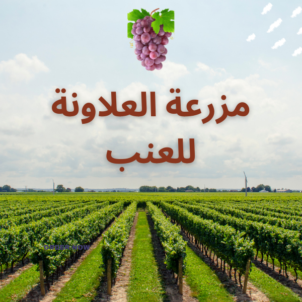 مزرعة العلاونة للعنب