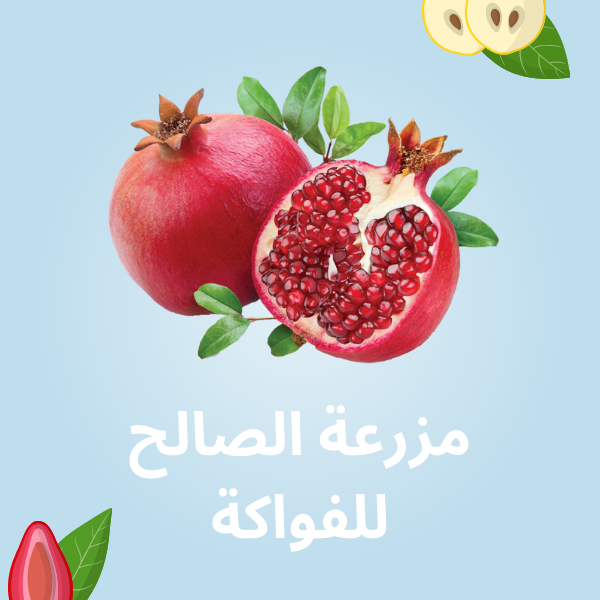 مزرعة الصالح للفواكه