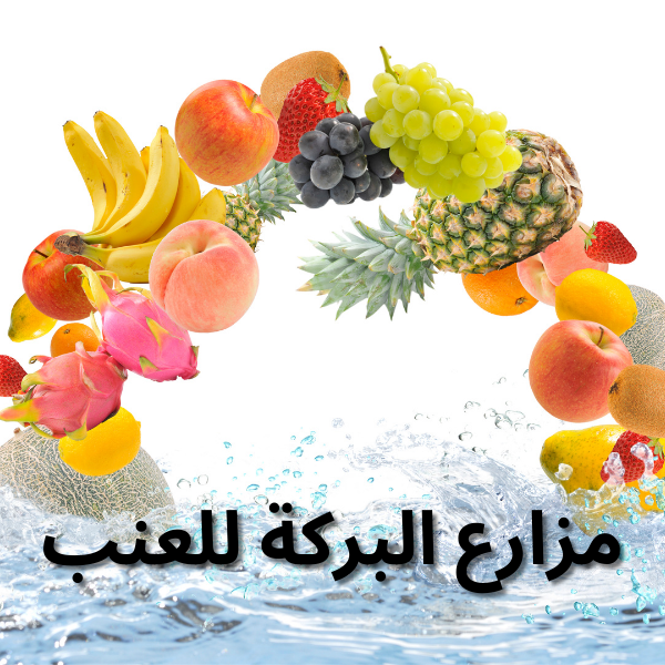 مزارع البركة للعنب